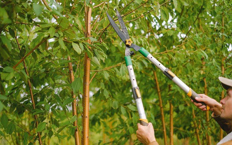 Tree trimming in Adrian, WV
